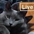 Cute Lazy Cat Live Wallpaper1.0 (Paid)