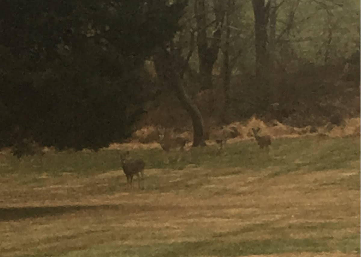 White-tailed Deer