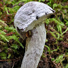 Bolete Eater Mold