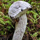 Bolete Eater Mold