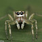 Jumping Spider