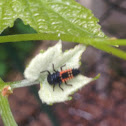 Lady Beetle