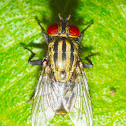 Flesh Fly