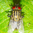 Flesh Fly