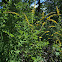 Elm-Leaved Goldenrod