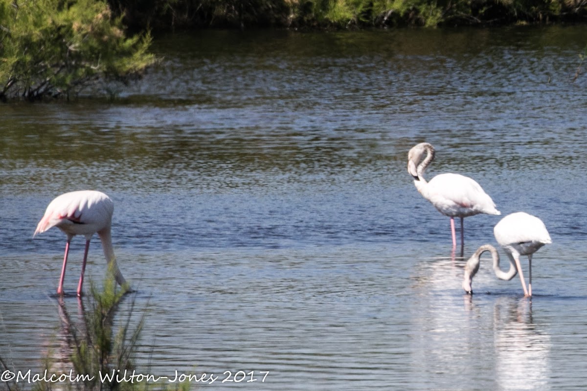 Greater Flamingo; Flamenco