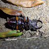 Reddish-Brown Stag Beetle