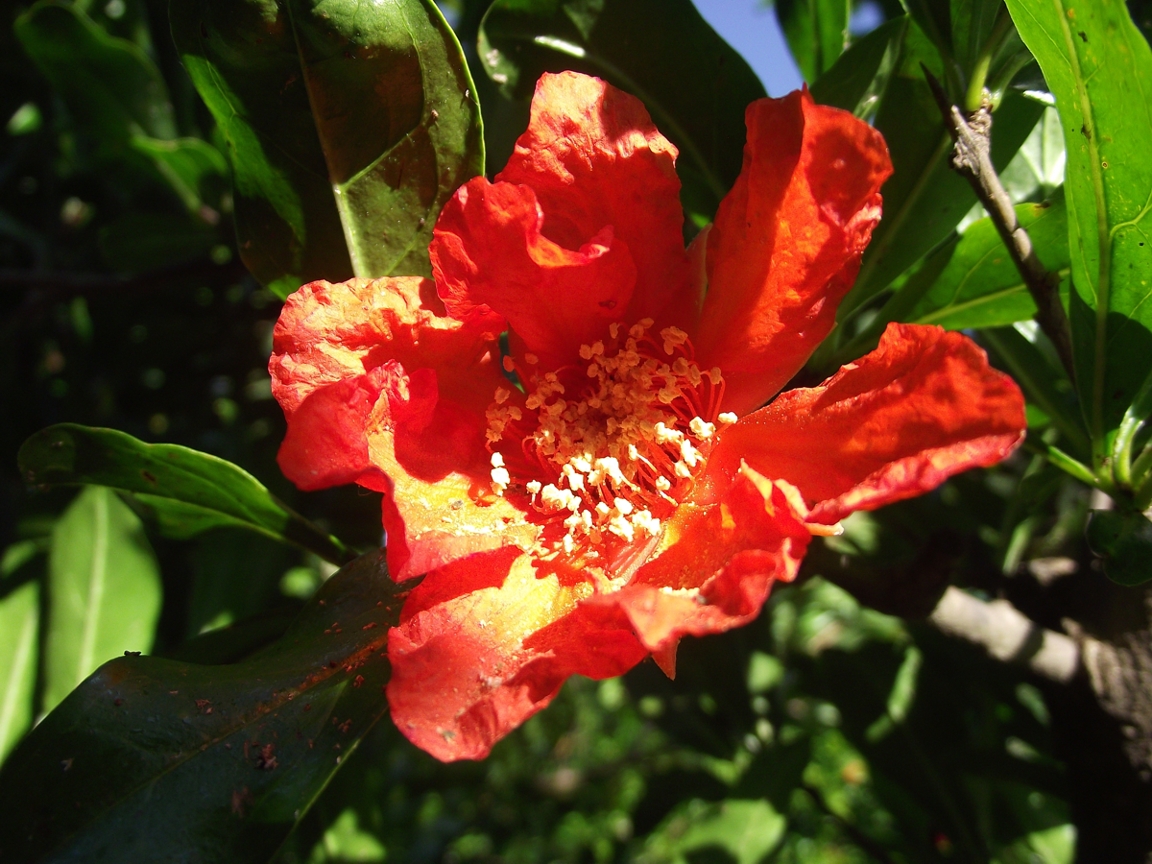 Fiore di melograno di vl