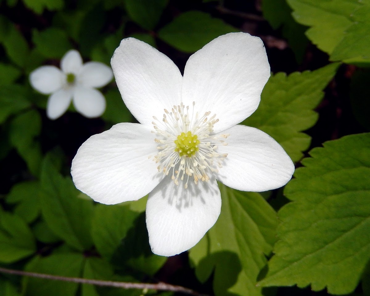 Wood Anemone