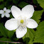 Wood Anemone