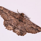 Menophra japygiaria