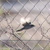 Sardinian Warbler; Curruca Cabicinegra