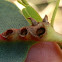 Scale insect gall