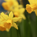 Yellow lilies