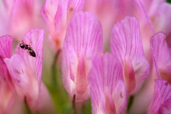 Nel rosa... di auraamato16