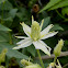 Western White Clematis