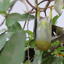 Yellow-footed Green Pigeon(upside down)