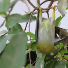 Yellow-footed Green Pigeon(upside down)