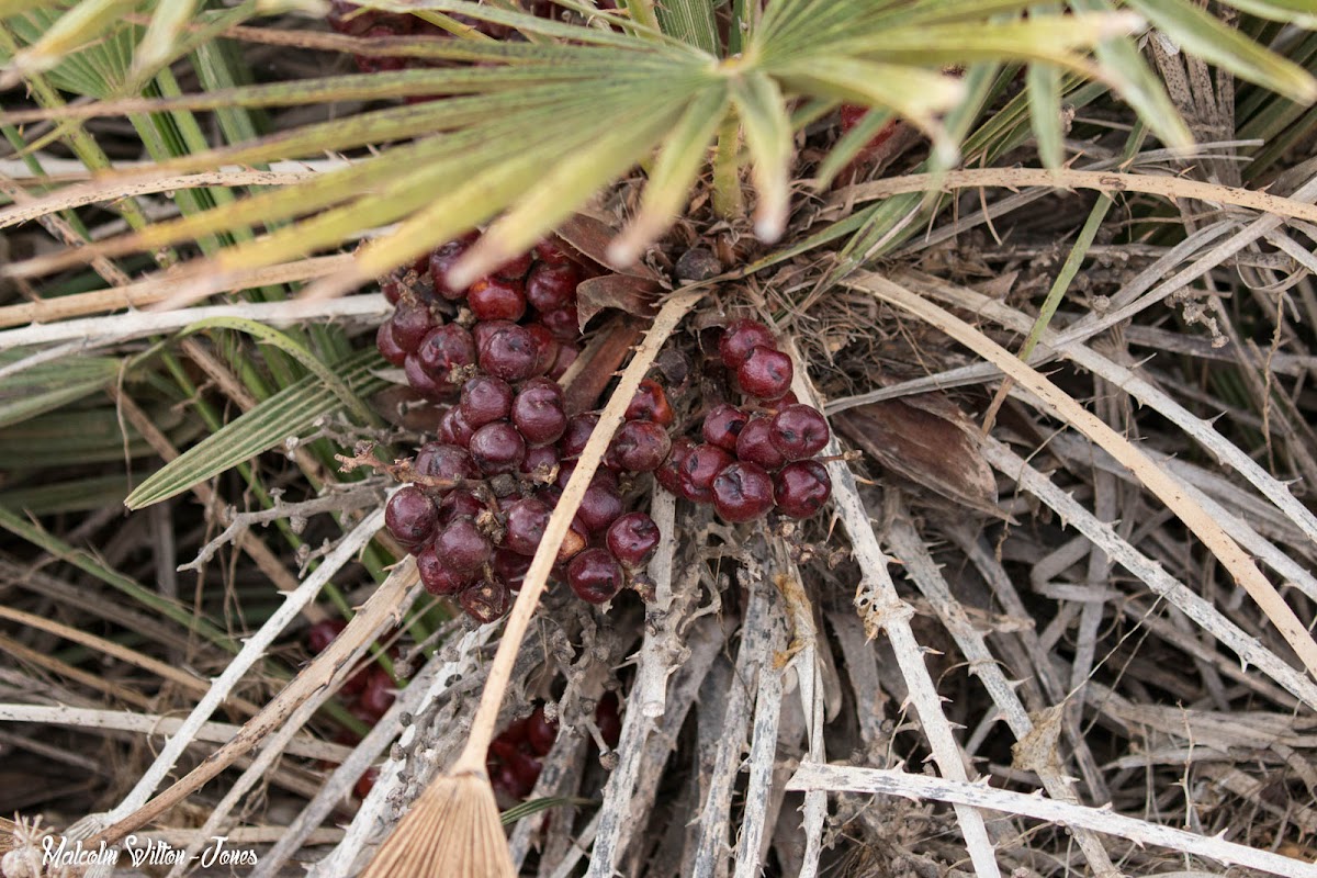 Mediterranean Fan Palm