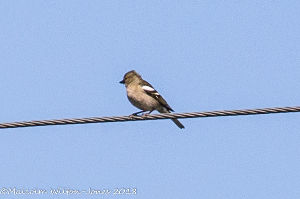 Chaffinch