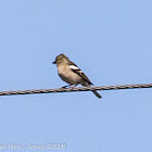 Chaffinch