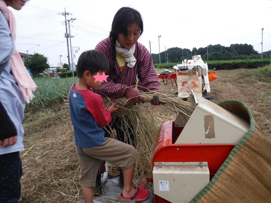 足踏み脱穀機で脱穀します。足で板を踏みながら歯車を回し、手で稲束を歯車に当てるのですが、なかなか難しいです。