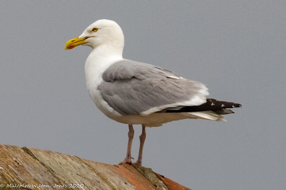 Herring Gull