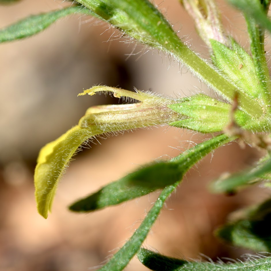 bloem en kelkblad