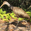 Limpkin