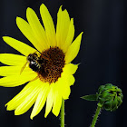 Horsefly Carpenter bee