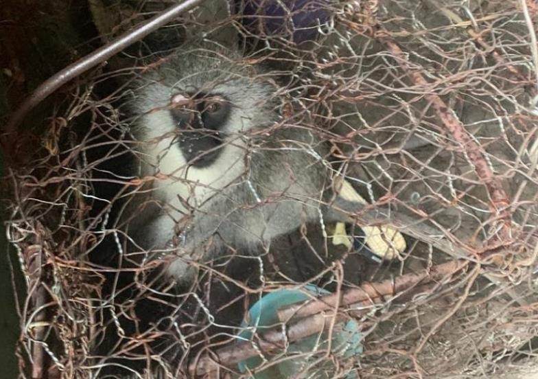 Monkey rescued from cage after being advertised for R5,000 on Facebook - TimesLIVE