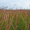 Big Bluestem