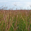 Big Bluestem