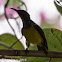 Brown-throated Sunbird