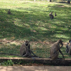 Gray langur