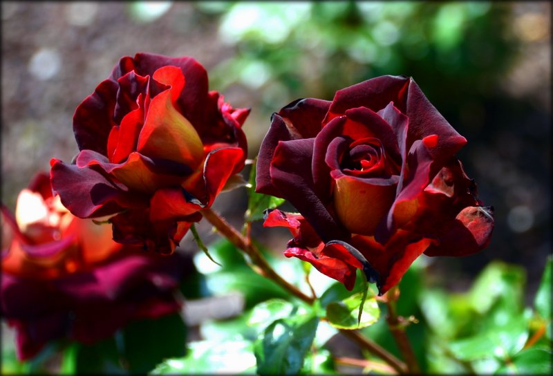 Profondo rosso di Lilly