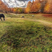 Liberi nel bosco di 