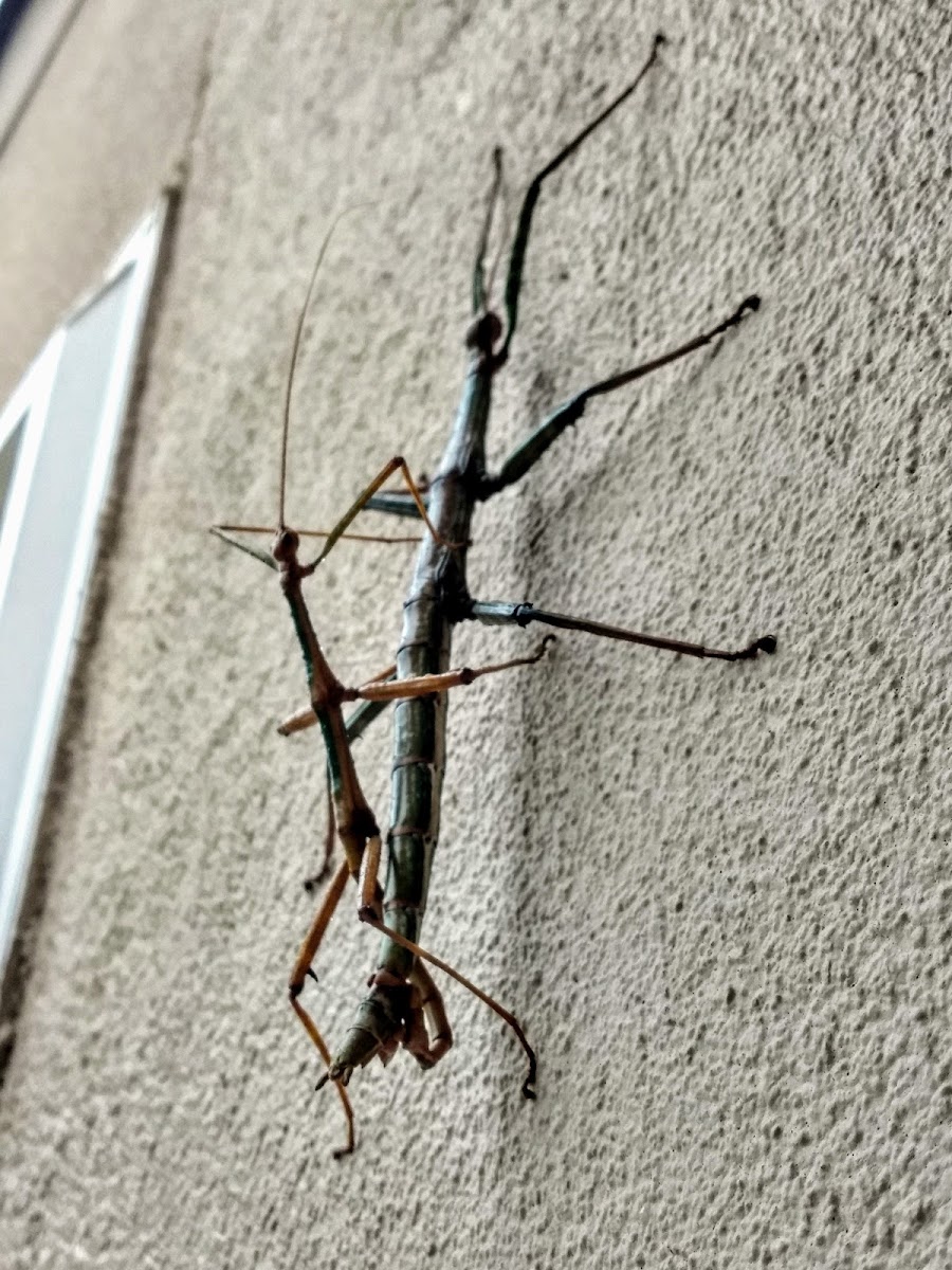 Giant walking stick