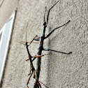 Giant walking stick