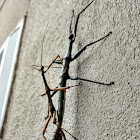 Giant walking stick