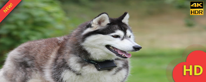 Siberian Husky Wallpaper HD marquee promo image