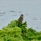 Golden-crowned Sparrow