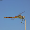 Common darter (male)