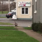 Wild Turkey