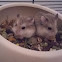 Roborovski hamsters