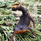 Alpine Newt