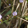 Carolina Sea Lavender