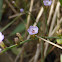 Carolina Sea Lavender