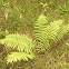 Cinnamon Fern