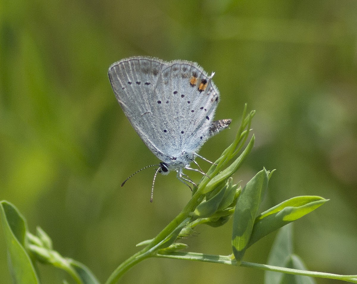 Short-tailed blue